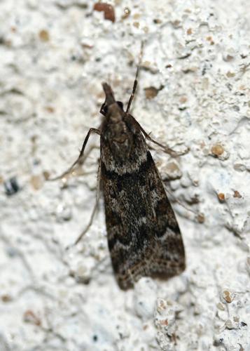 Réf. 42 664 : Eudonia angustea