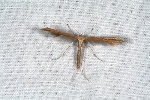 Emmelina monodactyla