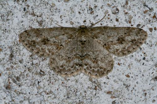 Réf. 42 477 : Ectropis crepuscularia