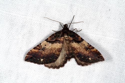 Réf. 42 457 : Earophila badiata