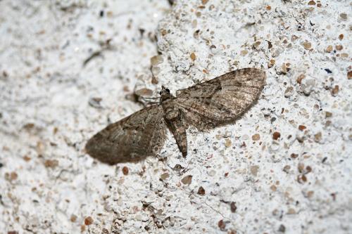 Réf. 42 532 : Eupithecia pusillata
