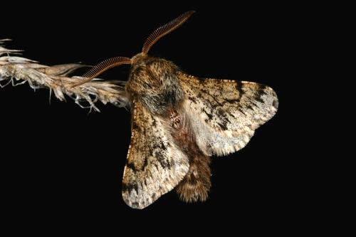 Réf. 42 873 : Apocheima hispidaria