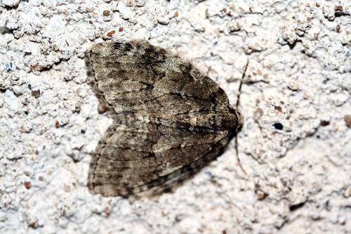 Epirrita sp.