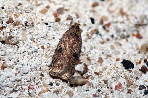 Réf. 42 665 : Agonopterix propinquella