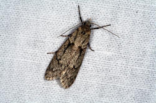 Diurnea fagella