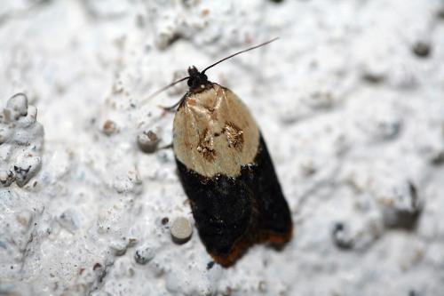 Réf. 42 479 : Acleris variegana