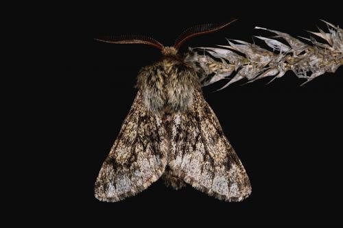 Réf. 42 872 : Apocheima hispidaria