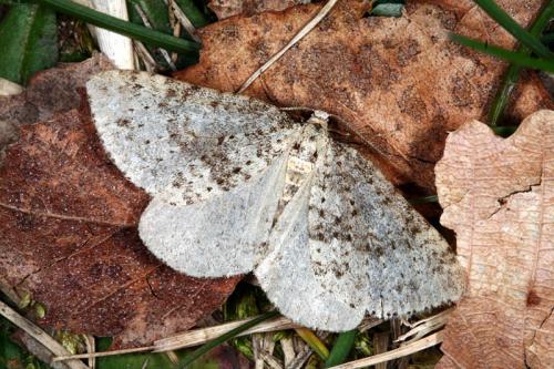 Colostygia multistrigaria