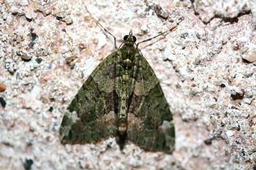Chloroclysta siterata
