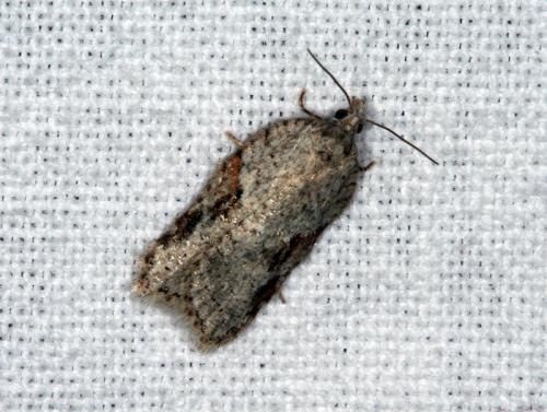 Réf. 42 666 : Acleris sp.