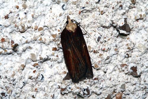 Acleris hastiana