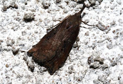 Réf. 42 890 : Hypena rostralis