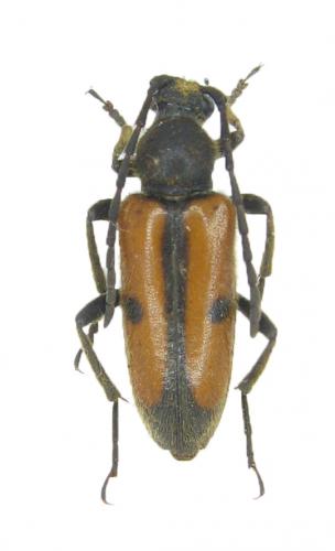 Vadonia sp.