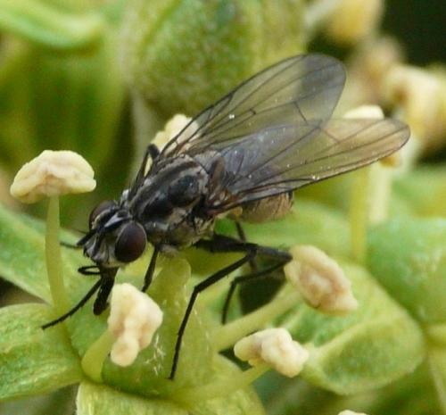 Réf. 42 899 : Limnophora riparia