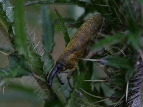 Lixus pulverulentus