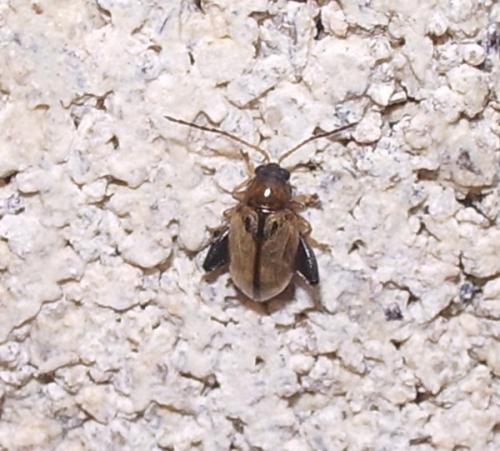 Longitarsus sp.