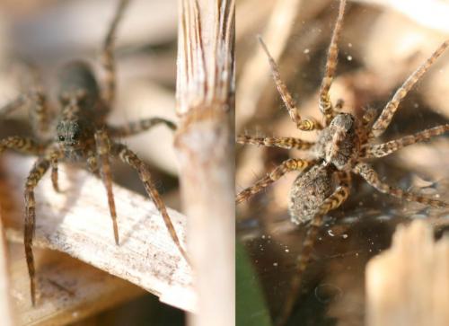 Pardosa sp.