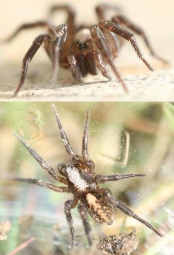 Arctosa sp.