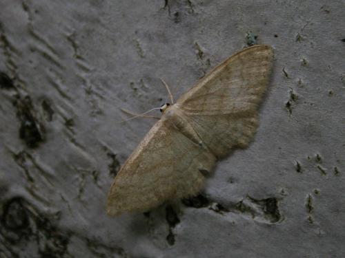Réf. 42 001 : Idaea macilentaria