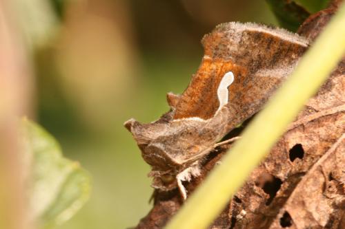 Macdunnoughia confusa