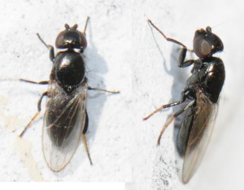 Madiza glabra
