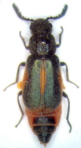 Réf. 42 432 : Pectinus sp.