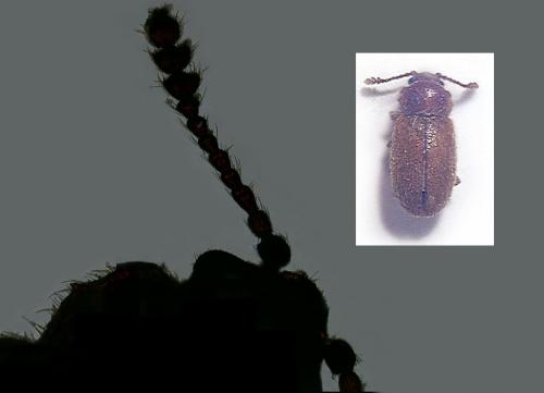 Cryptophagus sp.