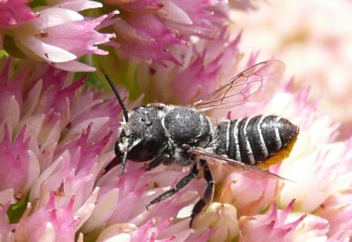 Megachile apicalis