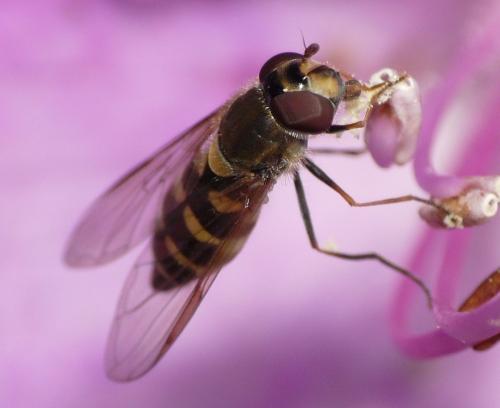 Réf. 42 104 : Parasyrphus punctulatus