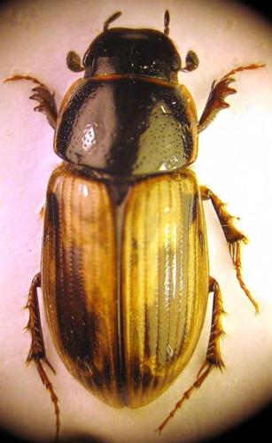 Melinopterus prodromus