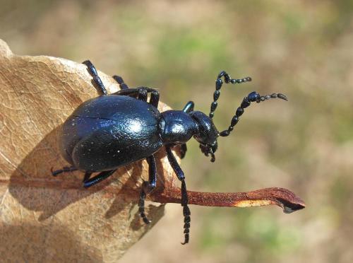Réf. 42 496 : Meloe violaceus