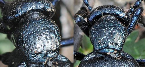 Meloe violaceus