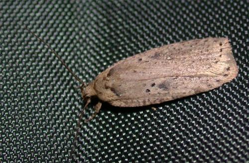 Agonopterix yeatiana