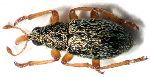 Lepidapion argentatum