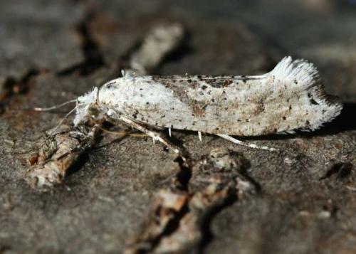 Ypsolopha asperella