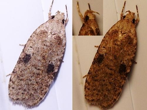 Réf. 42 598 : Agonopterix propinquella