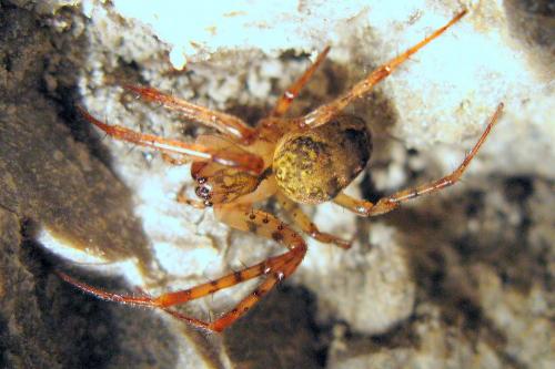 Réf. 42 837 : Metellina merianae