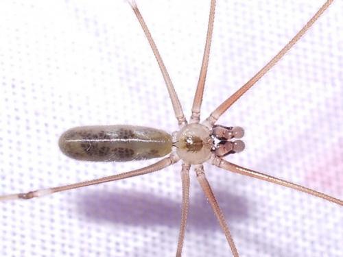 Réf. 42 438 : Pholcus phalangioides