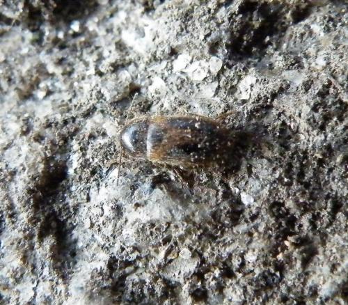 Stereophilus filicornis
