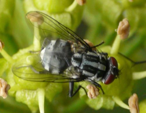 Morellia sp.