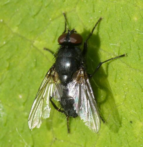 Morellia aenescens