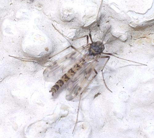 Réf. 42 074 : Psectrotanypus varius