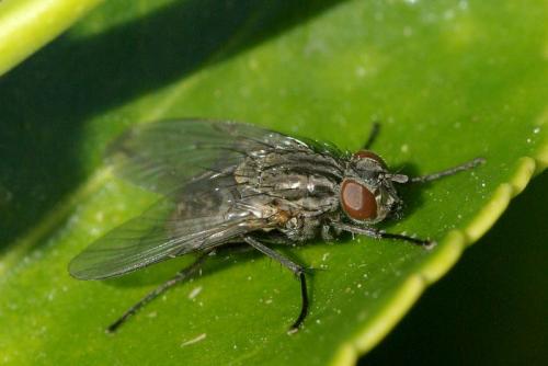 Helina evecta