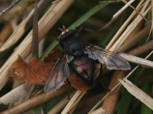 Cynomya mortuorum