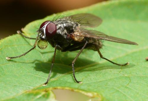 Réf. 42 271 : Phaonia palpata