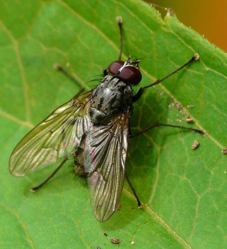 Réf. 42 272 : Phaonia palpata
