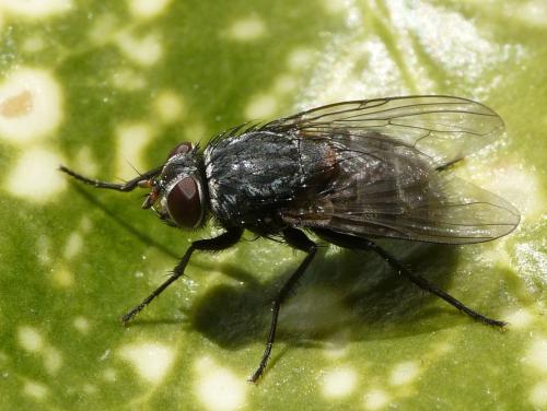 Muscina prolapsa
