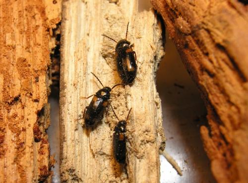 Réf. 42 201 : Mycetochara quadrimaculata