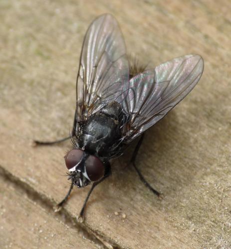 Myospila sp.