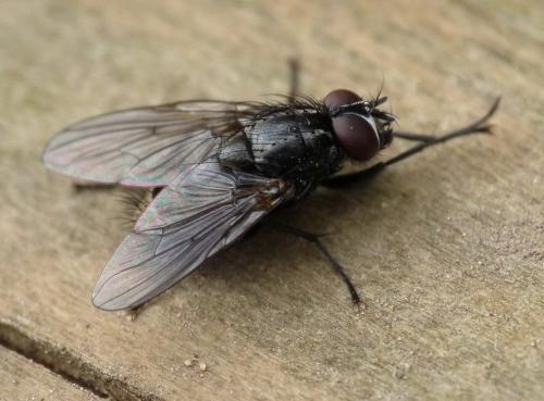 Myospila sp.